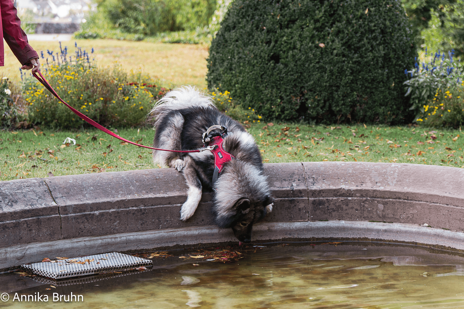 Kleine Erfrischung schwieriger als gedacht heranzukommen